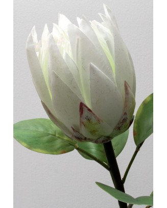 Vara de protea con hojas 65cm, varios colores