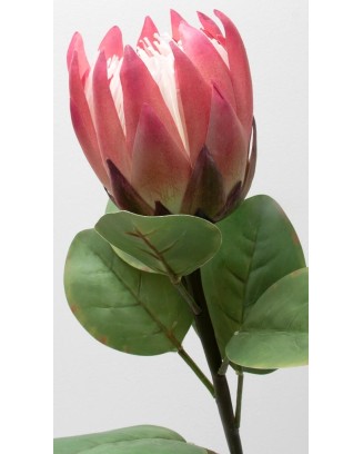 Vara de protea con hojas 65cm, varios colores