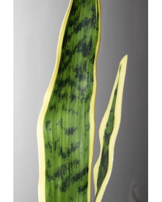 Vara de sanserviera amarilla/verde, dos tamaños