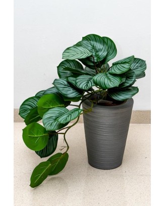 Colgante calathea raya lápiz 50cm de largo