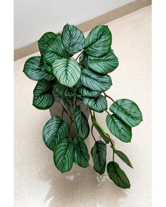 Colgante calathea raya lápiz 50cm de largo