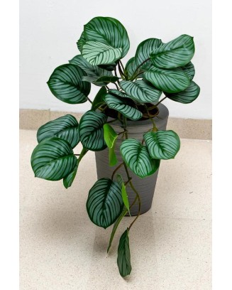 Colgante calathea raya lápiz 50cm de largo