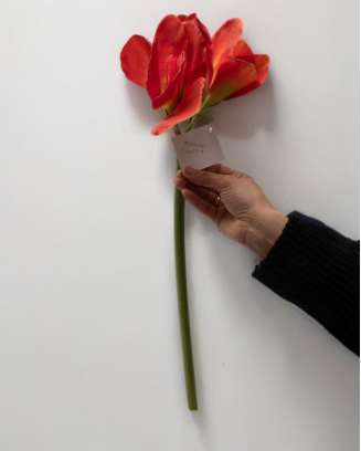 Amarilys roja 75cm