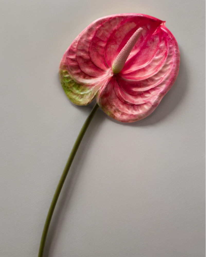 Vara de anturio 65cm, tres colores