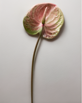 Vara de anturio 65cm, tres colores