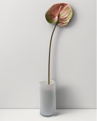 Vara de anturio 65cm, tres colores