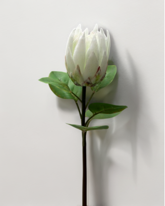 Vara de protea con hojas 65cm, varios colores