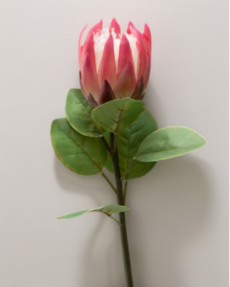 Vara de protea con hojas...