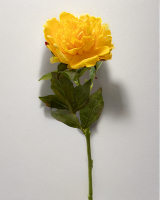Peonia china 56cm, varios colores