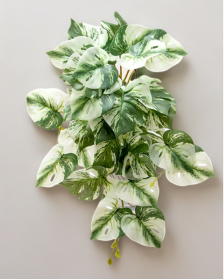 Colgante monstera albina...