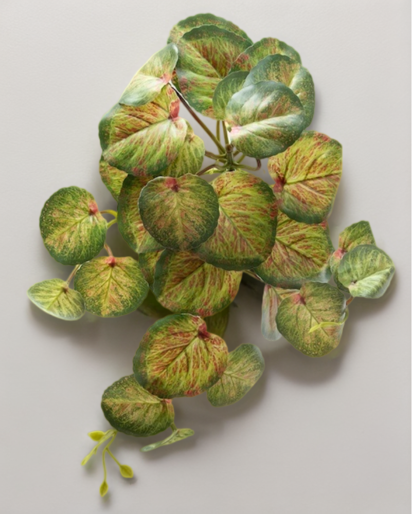 Colgante calladium bicolor 50cm soft touch