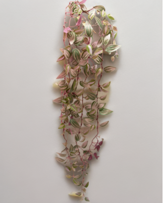 Colgante tradescantia zebrina, dos colores