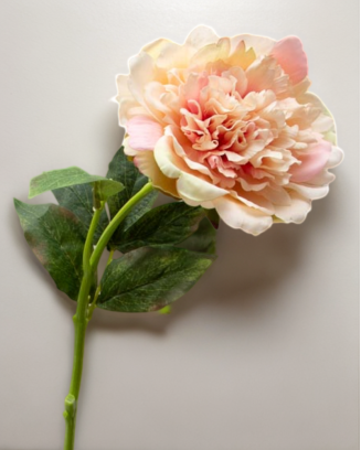 Peonia china 56cm, varios colores