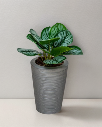Calathea raya lápiz 45cm de...