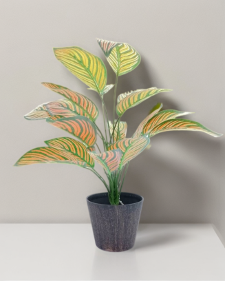Paquete calathea Portokali...