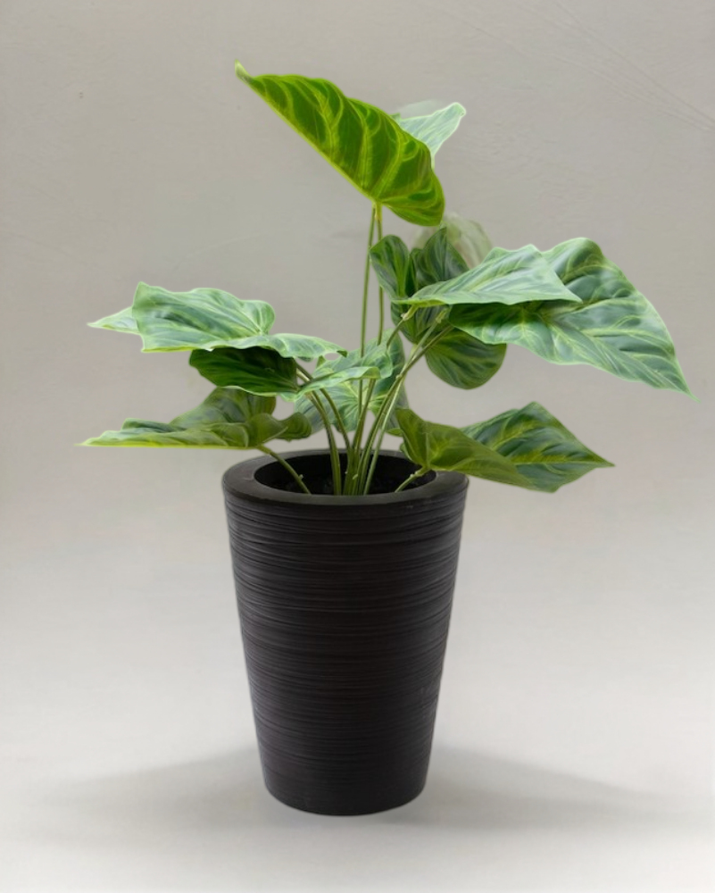 Philodrendrom glorioso verde 52cm
