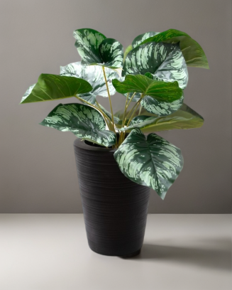 Planta diefiembaquia 52cm