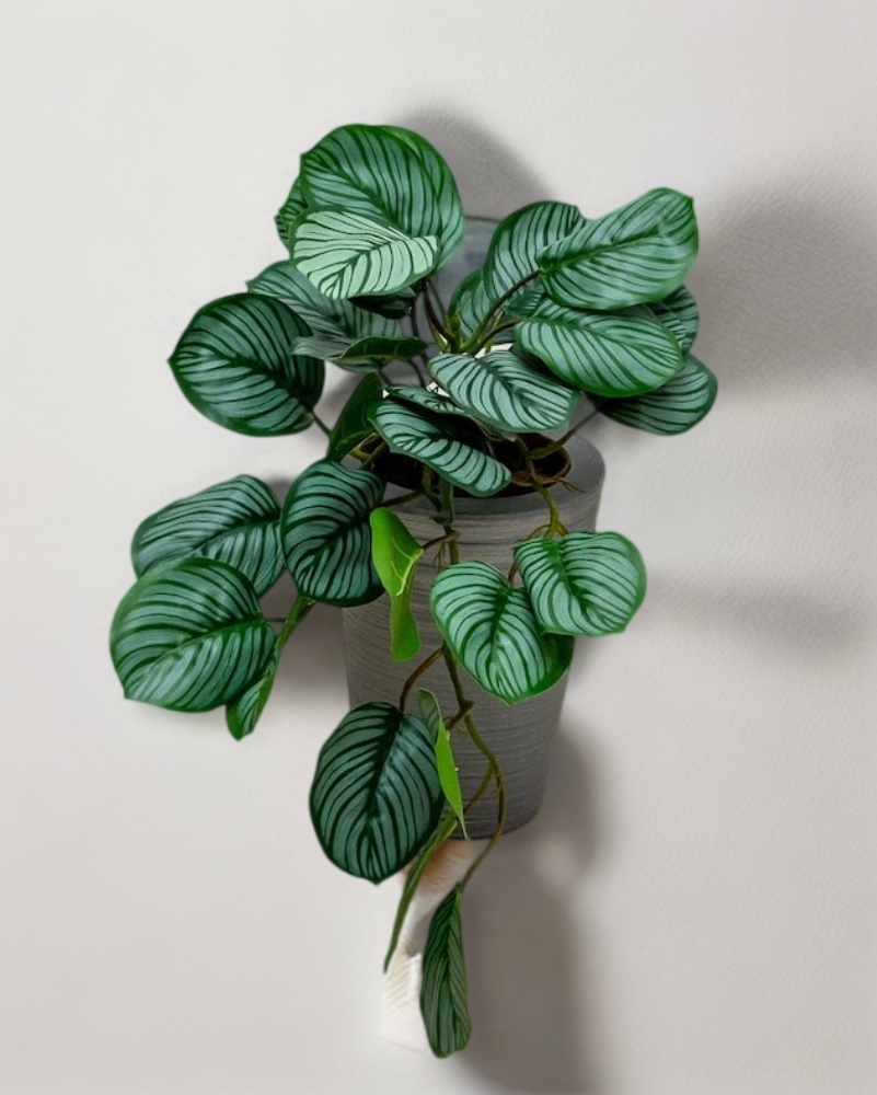 Colgante calathea raya lápiz 50cm de largo