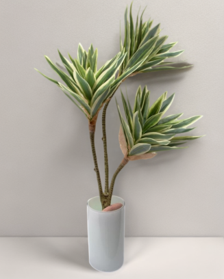 Planta pleomene 60cm, dos colores