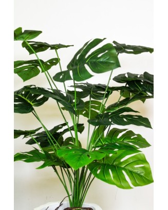Planta monstera 105cm altura (sin maceta)