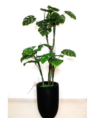 Árbol Monstera tarovine...