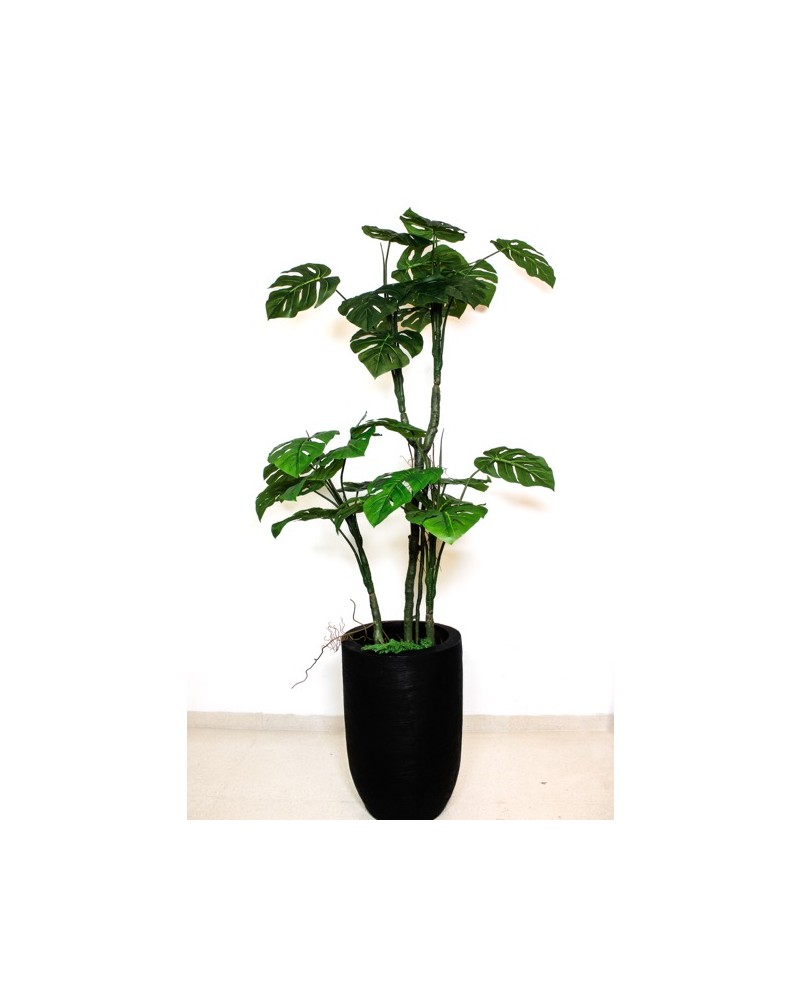 Árbol Monstera tarovine 170cm (no incluye maceta)