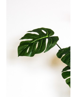 Árbol Monstera tarovine 170cm (no incluye maceta)