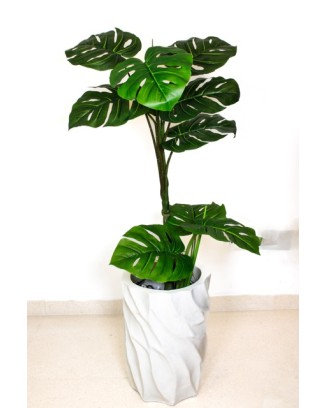 Monstera garra de león...