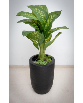 Planta dieffenbachia aurora...