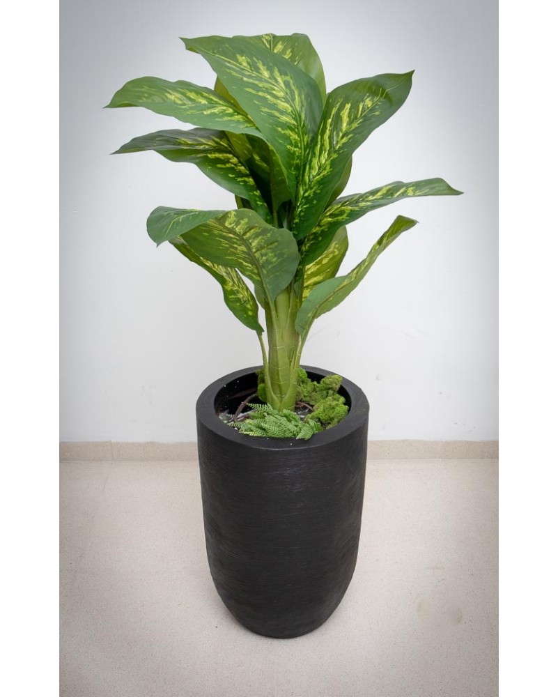 Planta dieffenbachia aurora 110cm