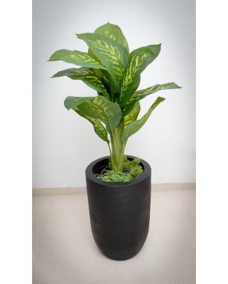 Planta dieffenbachia aurora 110cm
