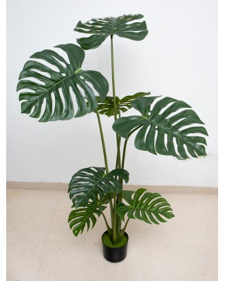 Monstera deliciosa 130cm