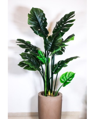 Monstera de 150cm altura
