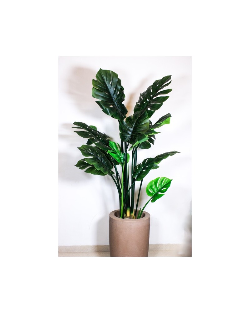 Monstera de 150cm altura