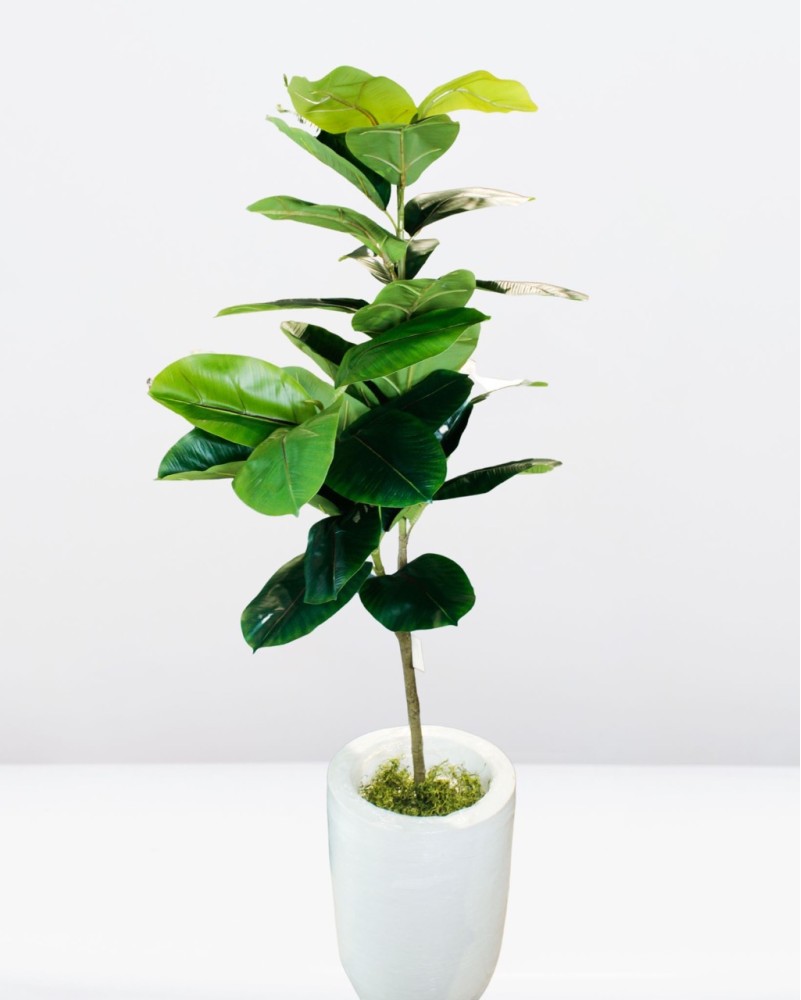 Planta de hule 160cm (sin maceta)