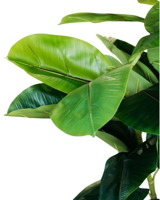 Planta de hule 160cm (sin maceta)