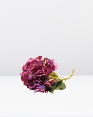Hortensia wild 22cm...