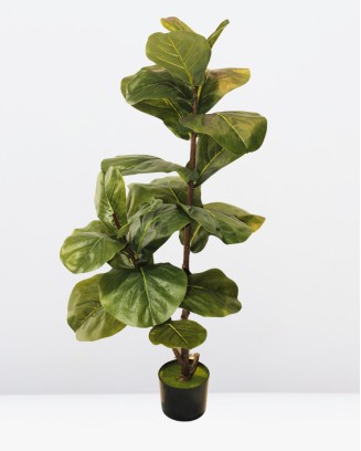 Pandurata 110cm altura
