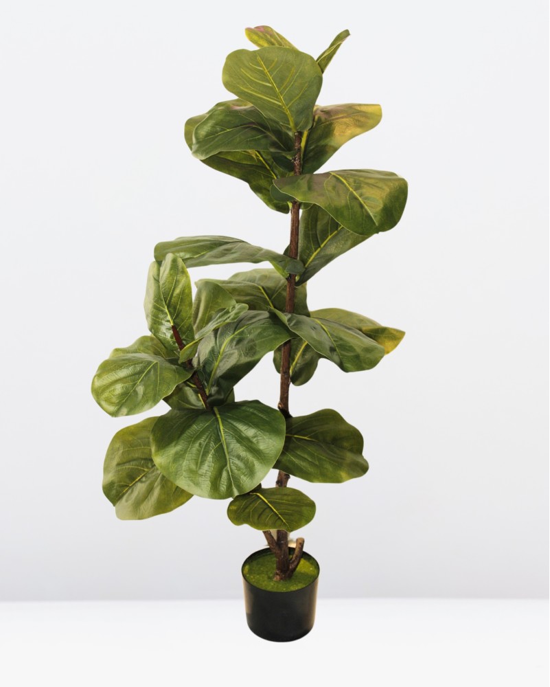 Pandurata 110cm altura