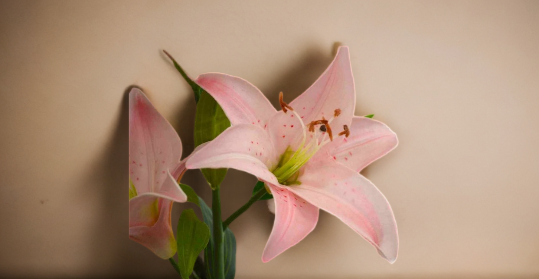 Flores de varas