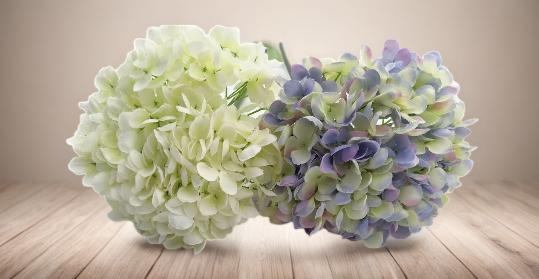 Hortensias artificiales